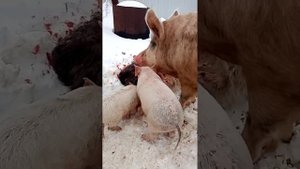 свиньи едят козлятину