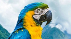 ПЕНИЕ ЛЕСНЫХ ПТИЦ. УРОК 4. УЧИМ ПОПУГАЯ ПЕТЬ КРАСИВЫЕ ТРЕЛИ!