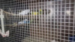 ПРОВЕРЯЕМ ГНЕЗДА НА НАЛИЧИЕ ЯИЦ - РАЗВЕДЕНИЕ ВОЛНИСТЫХ ПОПУГАЕВ???