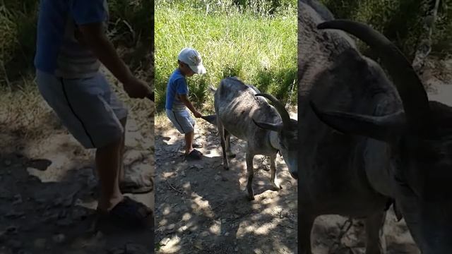 Как правильно доить коз. Мастер-класс.