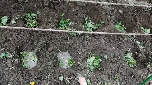 Как получить высокий урожай огурцов без затрат смотреть онлайн