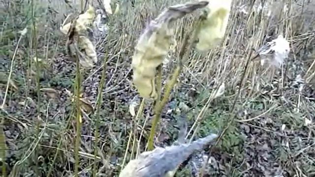 КАК СДЕЛАТЬ НЕОБЫЧНЫЕ ЦВЕТЫ ДЛЯ НАПОЛЬНЫХ ВАЗ! смотреть онлайн