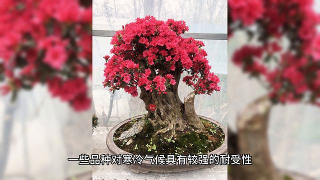 杜鹃花（Rhododendron） смотреть онлайн