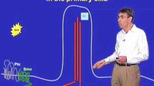 Cilia signaling - Robert Lefkowitz (Duke)