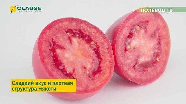 ОБЗОР ТОМАТА 