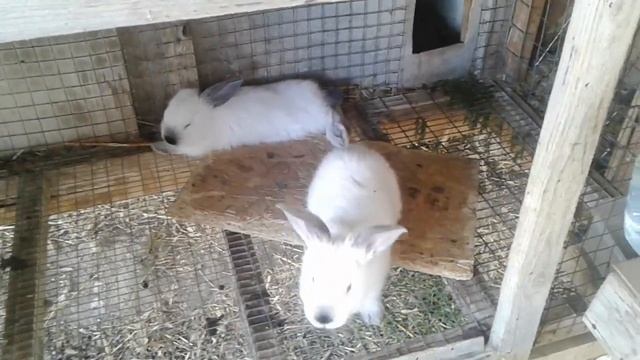 Ушной клещ и как с ним бороться. смотреть онлайн