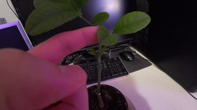 Лимон заболел и опали листья!!! Не стоит паниковать. №3 смотреть онлайн