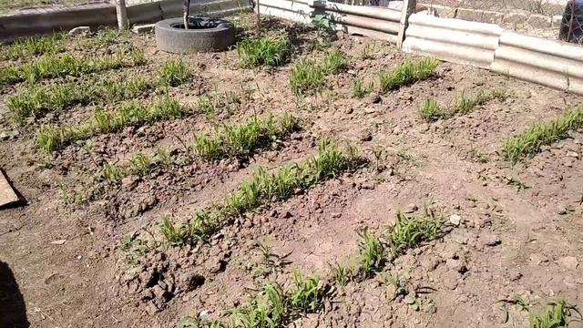 Выращивание чумизы и сенегальского проса. Птенцы горлицы. смотреть онлайн