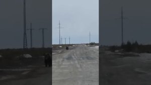 Медведь хотел задрать лося... ЧТО ВЫШЛО?