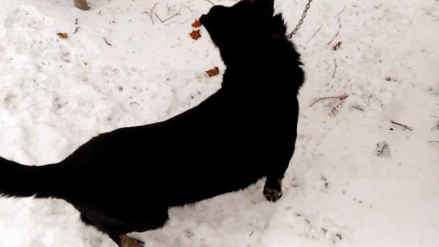 Три собаки на прогулке - 15.12.2020г. смотреть онлайн