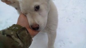 Щенок алабая