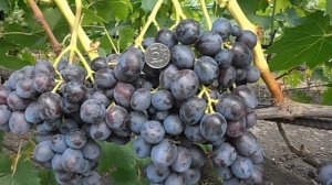 Сорт винограда Заря несветая против Подарок несветая. Кто лучше?