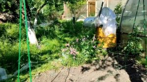 Установка шпалеры для огурцов женскими руками