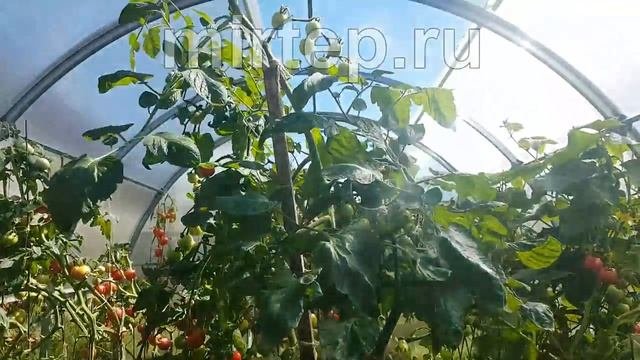 Теплица по системе Митлайдер 