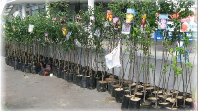 Как выращивать грушу сорта Мраморная смотреть онлайн