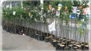 Как выращивать грушу сорта Мраморная