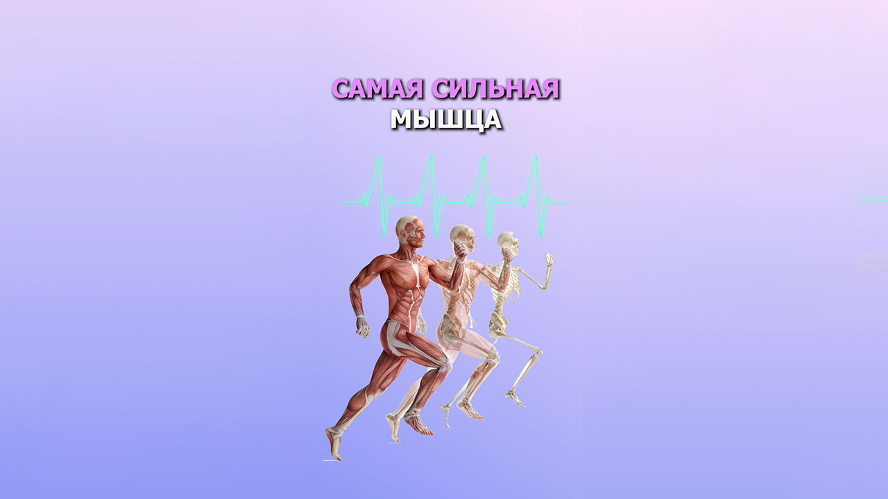 Самая сильная мышца