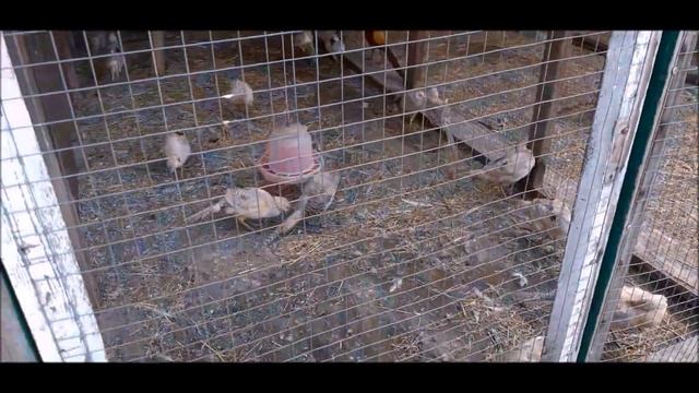 Подворье "Зверьё моё". Мини-зоопарк. смотреть онлайн