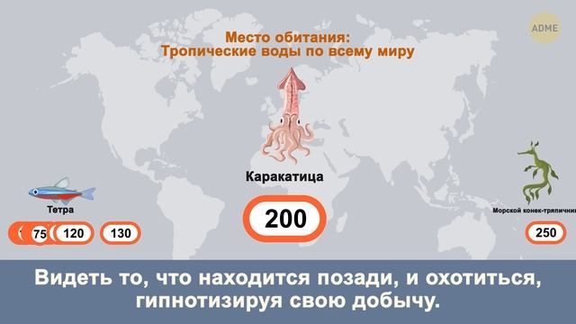 У какого вида животных рождается больше всего детенышей за раз