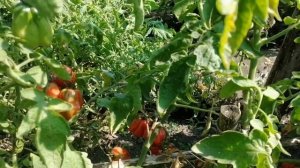 Сорт томата Этуаль