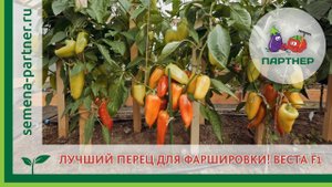 ЛУЧШИЙ ПЕРЕЦ ДЛЯ ФАРШИРОВКИ! ВЕСТА F1