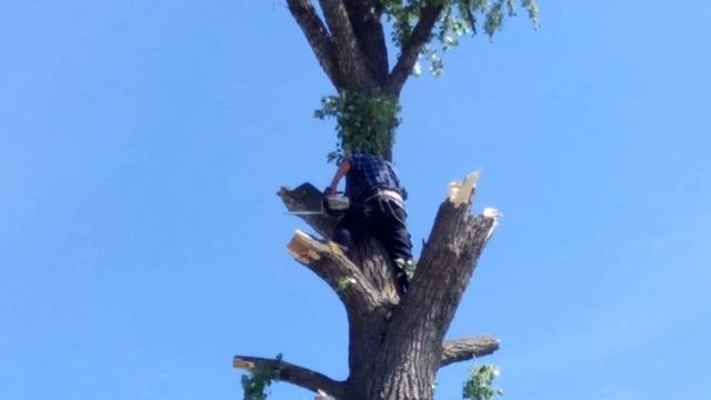 ЖЕСТЬ!!! ВАЛКА БОЛЬШОГО ДЕРЕВА - ТОПОЛЬ/The Big Tree Shaft - Poplar