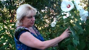 ОТЛИЧИЯ ТРАВЯНИСТОГО ГИБИСКУСА ОТ ДРЕВОВИДНОГО (СИРИЙСКОГО)