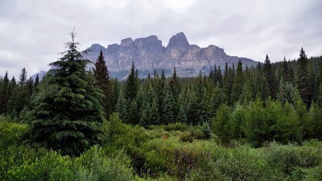 История о любви. Аудиорассказ история из жизни. Два одиноких сердца.