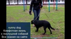 гиперактивная собака Дрессировка. Самые важные упражнения Гиперактивная собака -