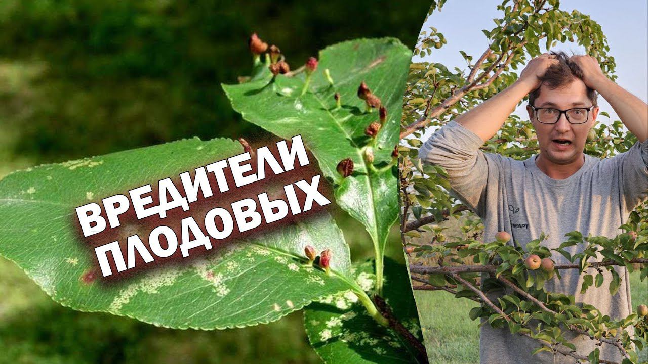 Вредители плодовых #советысадоводам #советыогородникам #вредителиплодовых