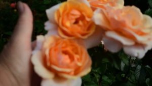 Чайно-гибридные розы. Топ 10 моего сада