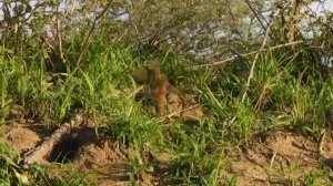 ДИКАЯ ПРИРОДА АФРИКИ.