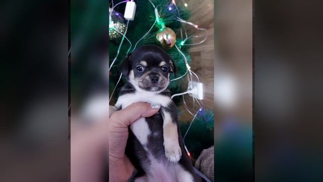 Кира Найтли Ролексовна продажа чихуахуа питомник Кастропуло Крым купить щенка+79787458062 доставка смотреть онлайн