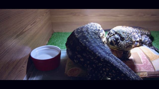 Копа фыркает на Милу смотреть онлайн