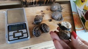 Сравнение улиток Helix Aspersa Muller и Maxima. Ферма улиток "Снэйлсэко" Беларусь, Брест. SnailsEco