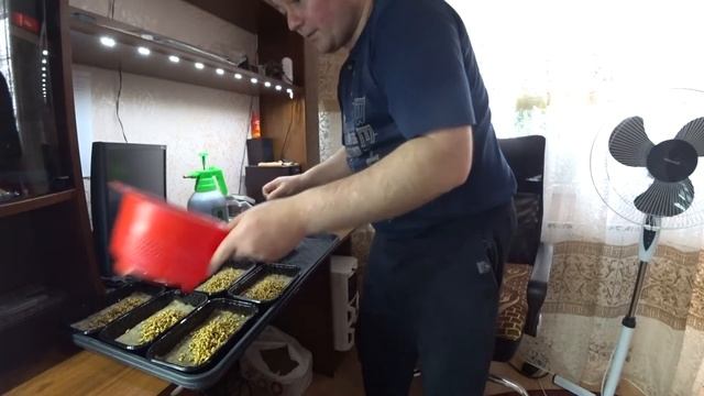 Микрозелень . Сеем пшеницу .