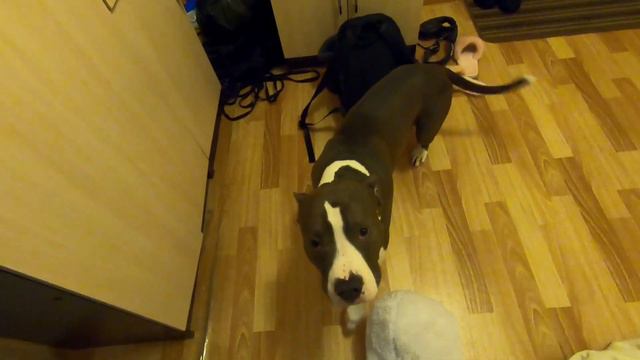 АМСТАФФ ОДИН ДОМА. ЧТО ПРОИЗОШЛО? смотреть онлайн