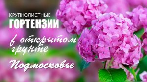 Крупнолистная гортензия в открытом грунте в Подмосковье