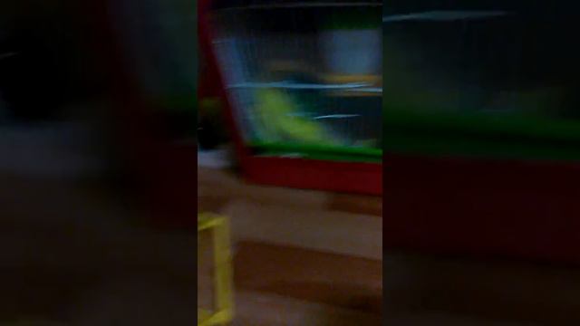 Что нужно для хомяка ? смотреть онлайн