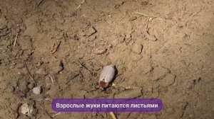 Злостный вредитель Майский жук. Самка закапывается в землю отложить яйца