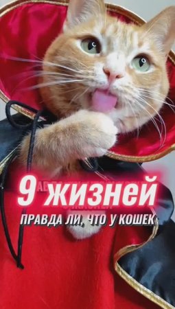 ПРАВДА ЛИ ЧТО У КОШЕК 9 ЖИЗНЕЙ? #животные #котик #интересно