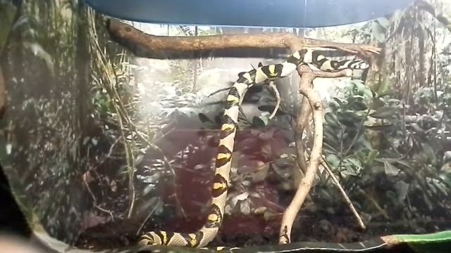 Змея в зоопарке. смотреть онлайн