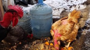 Доминант (кросс), Голошейная мясо -яичная порода кур, Родонит (яичный кросс), плюсы и минусы