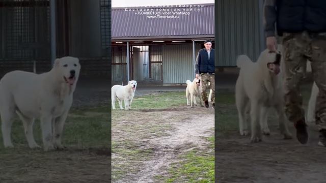 Щенки питомника ТИМЕРТАШ Среднеазиатская овчарка алабай доставку помогаю найти  +79048881825 viber смотреть онлайн