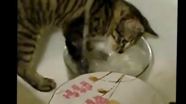 Прикольные кошки Подборка самых веселых  Забавно смотреть!!
