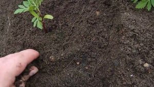 Бархатцы, тагетес (Tagetes). Пересадка в открытый грунт.