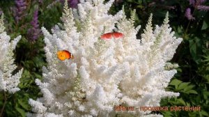 Астильба гибридная Юник Вайт ? обзор: как сажать, рассада, саженцы астильбы Юник Вайт