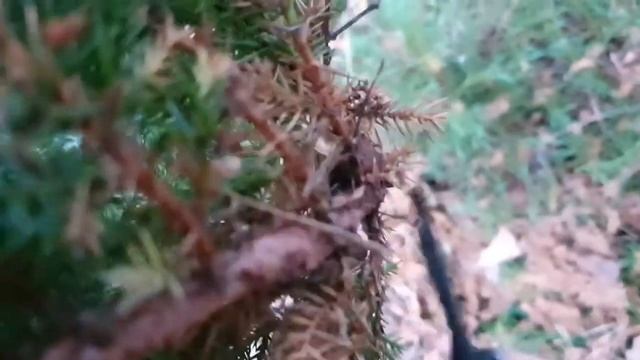 Ниваки из можжевельника китайского Блю Альпс.