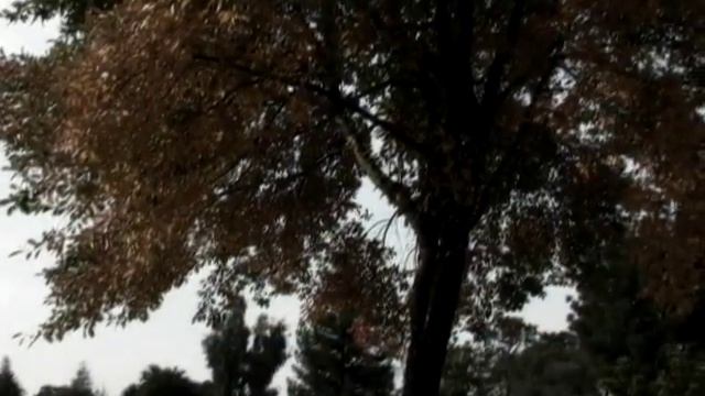 Я Листаю Блокнот || Древо Жизни смотреть онлайн