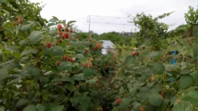 !!Малина.Первый сбор урожая 2018 г смотреть онлайн